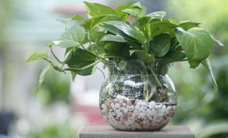 Chăm sóc cây trầu bà thủy sinh đúng cách giúp tránh tình trạng lá bị vàng